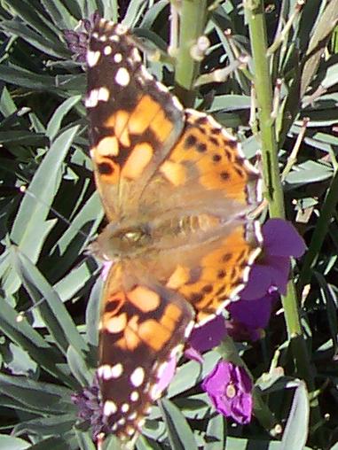 Butterfly on sage