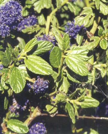 my ceanothus