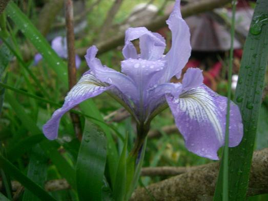 Douglas Iris