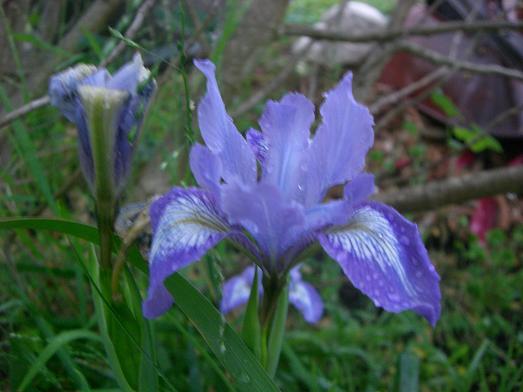 more Douglas iris