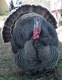 a turkey