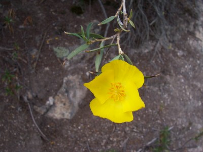 pinnacles wildflower