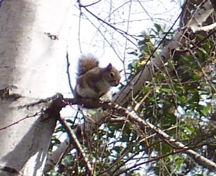 squirrel