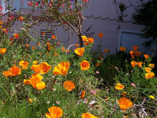poppies and weeds