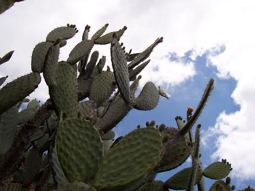 Cactus