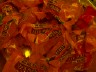 candy