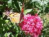 Butterfly on milkweed
