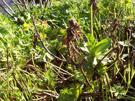 Coastal Daisies
